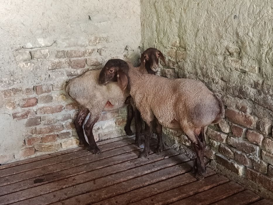Hisori qo'ylar sotiladi