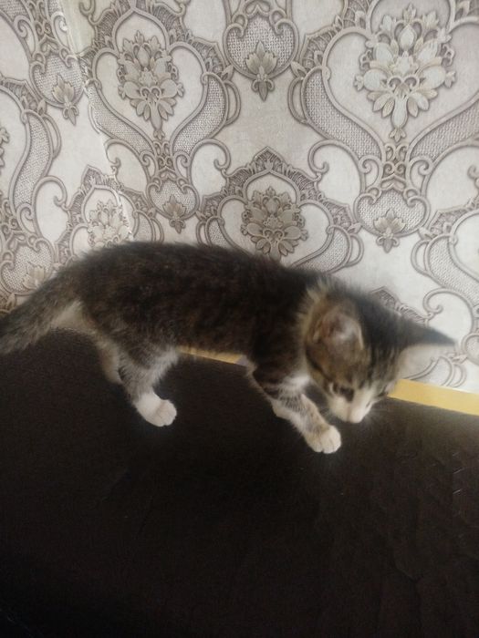 Отдам бесплатно .