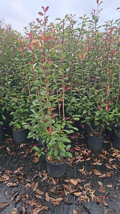 photinia red robin ( tija si spalier)
