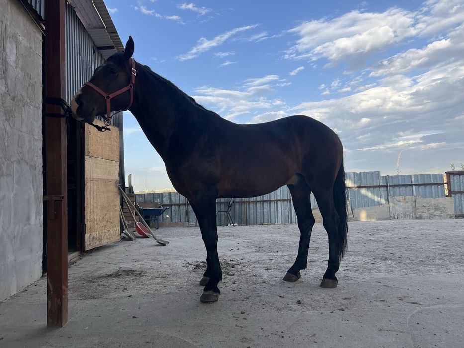 Айғыр 5 жасар Ағылшын-Дончак