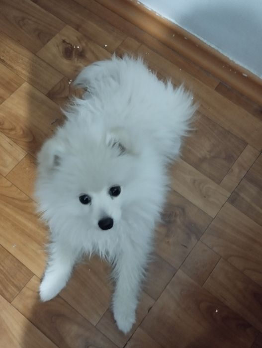 Шпиц 3 месяца мальчик.