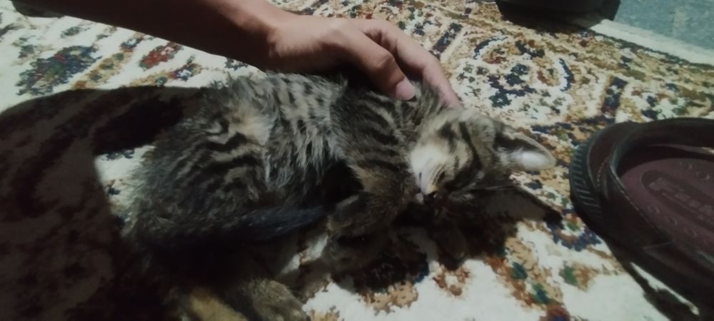 Отдам котенка в добрые руки.