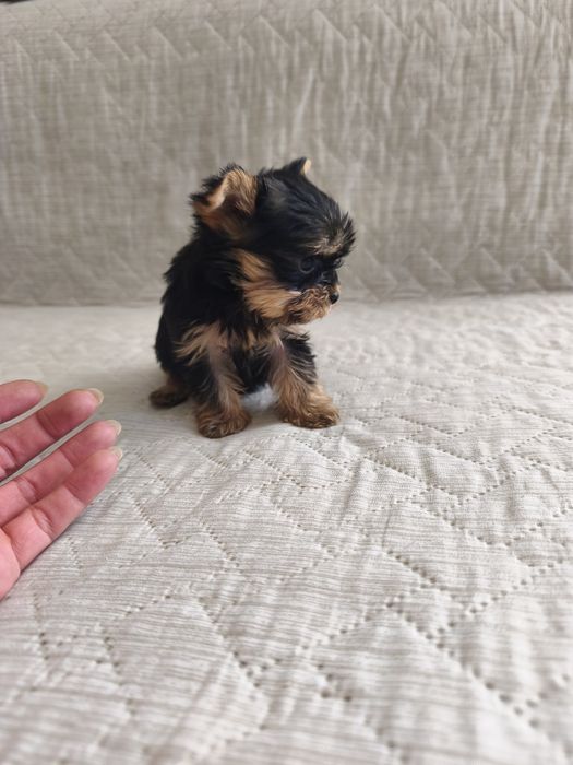 Йоркширски териер