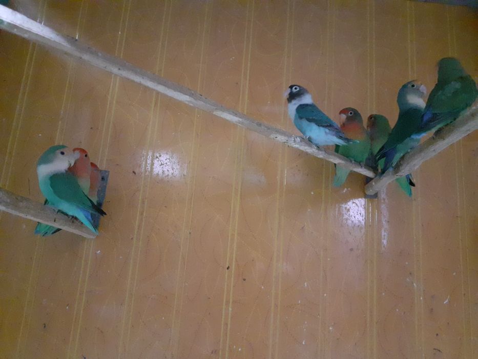 Nerazluchka to'tiqush