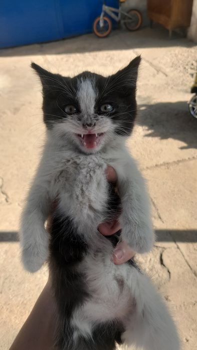 Отдам котят в хорошие руки