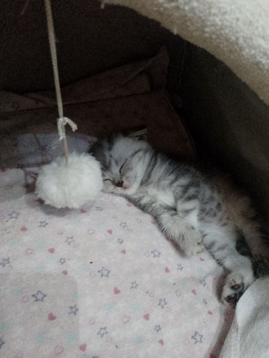 Ищем невесту котику