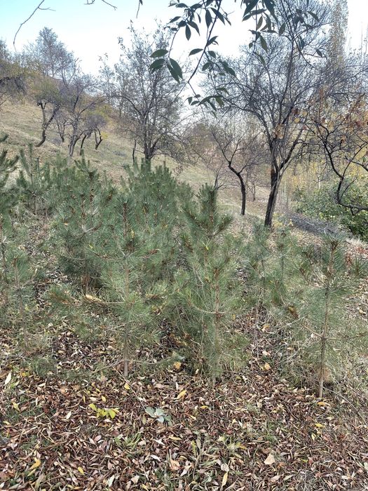 Арча кучатлари сотилади