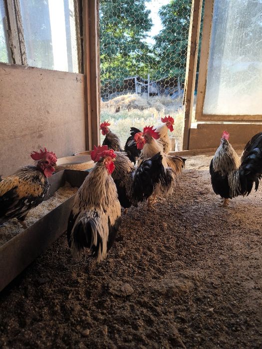 Свободни мини японски декоративни петлета