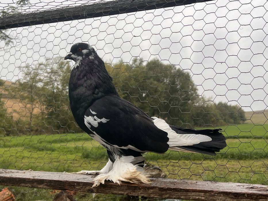 Vand porumbei incaltati tapalagosi