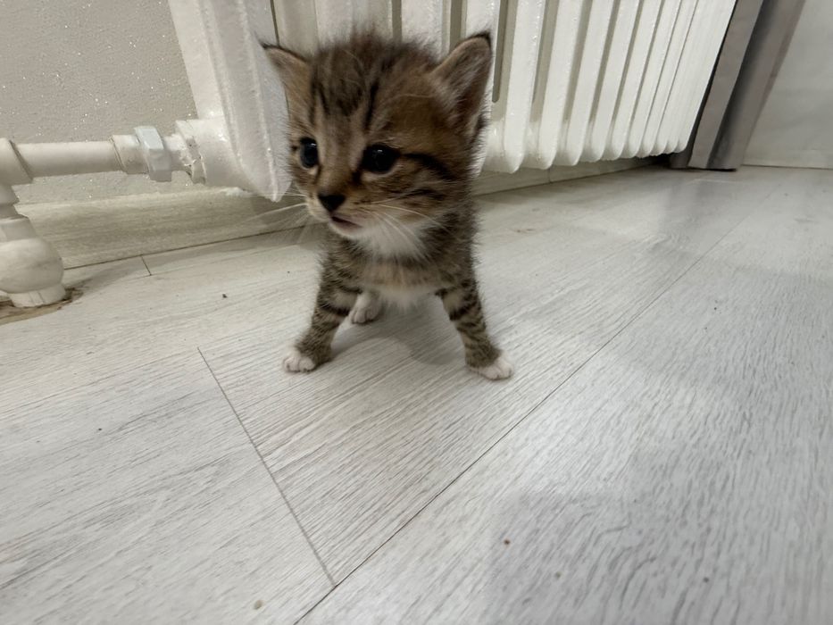 Котята, британцы
