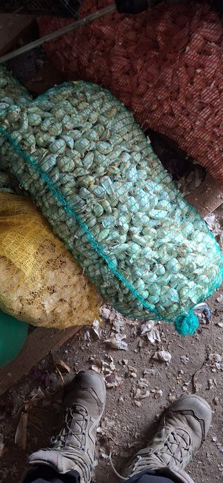 Български наронен чесън.