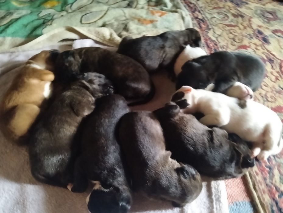 Donez căței amstaff