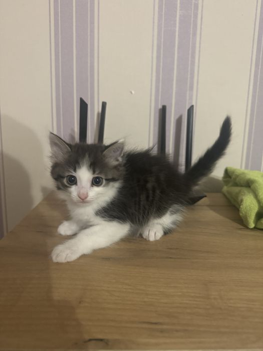 Домашний Мальчик котенок