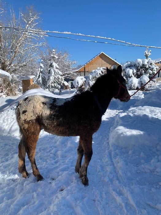 Тай 10 айлык папасы кыргыз