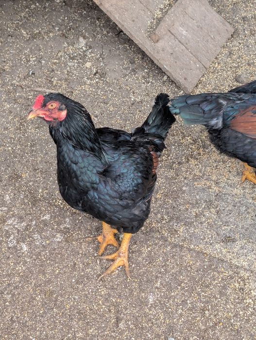 Familie găini de rasa vorverk cocosi combatant uriaș pita pinta