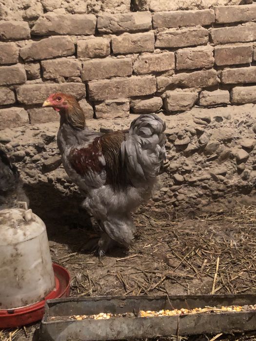 Петухи браммы самцы