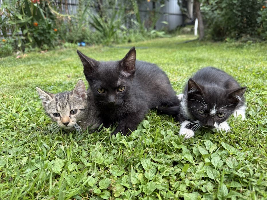 Adoptie 3 pisicute (2 fetite si un baiat)