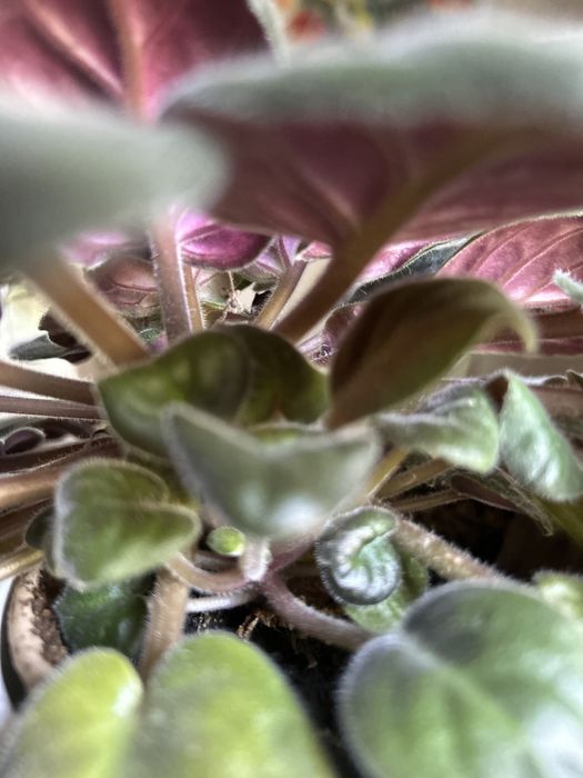 Фиалка с деткой фиолетовые цветы