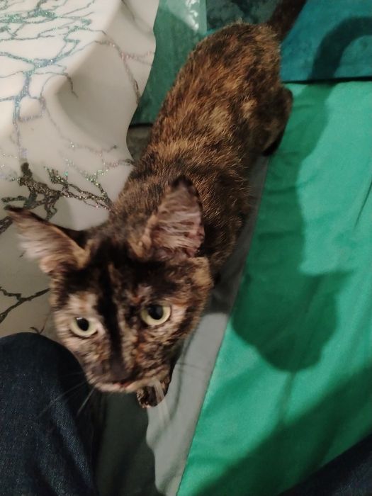 отдам кошку в добрые руки