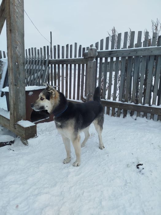 Отдам собаку в хорошие руки