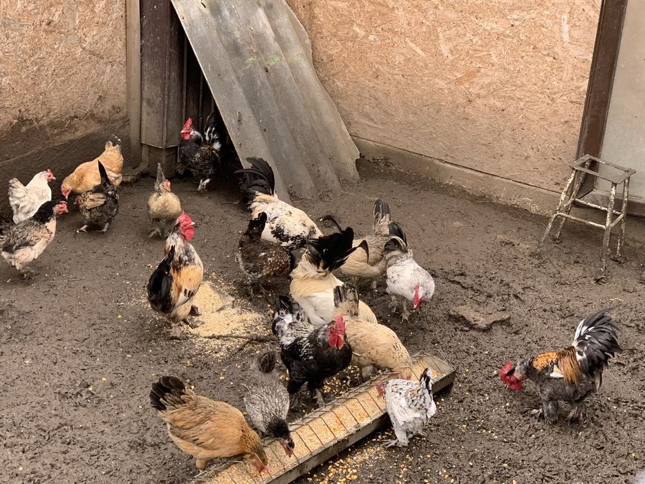 Fazani si Gaini Pitice