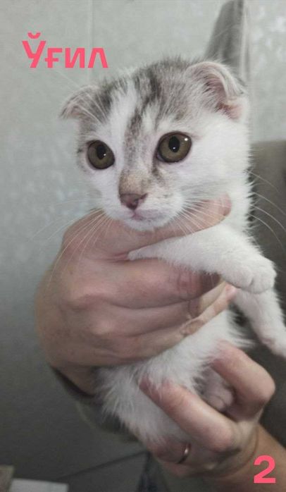 Шотландские вислоухие котята (мальчик и девочка) — 1 месяц