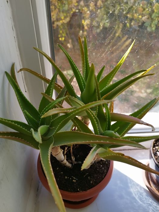 Продам алое вера