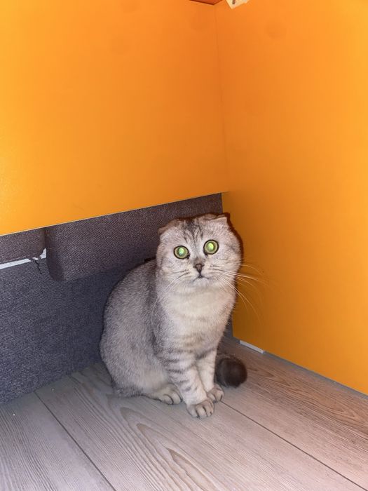 Шотландский вислоухий кот 50