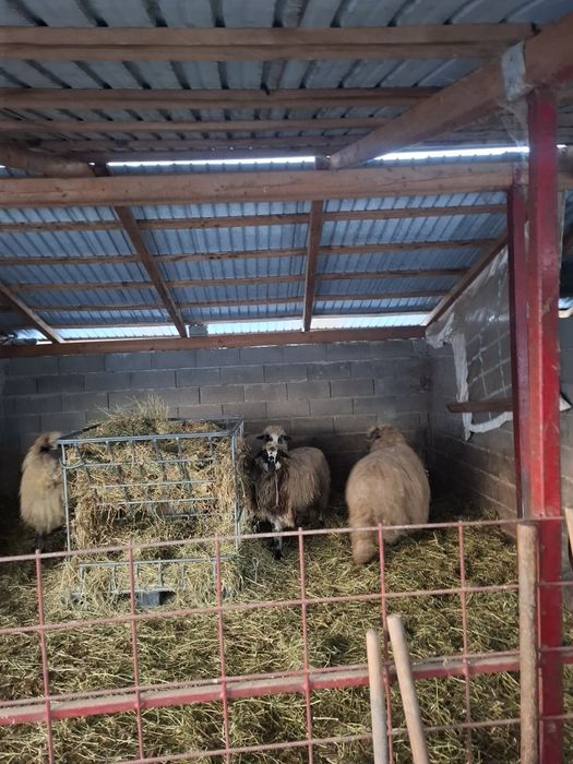 Vând oi țurcane 5 oi si un berbec bucalau