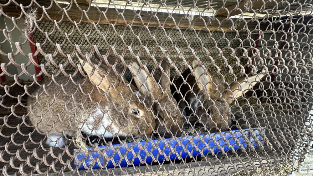 Кролики 5 месяцев