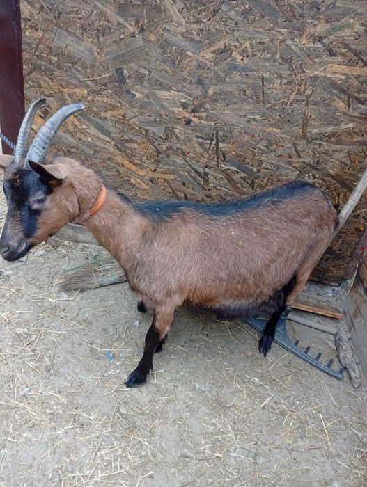 Vând  capra  sanen și alpin franceză