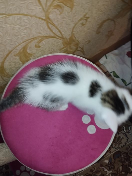 Сотаман мушукчалани