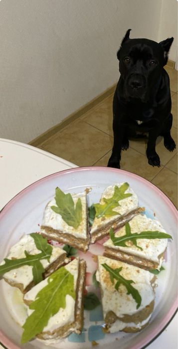 Праздник для питомца