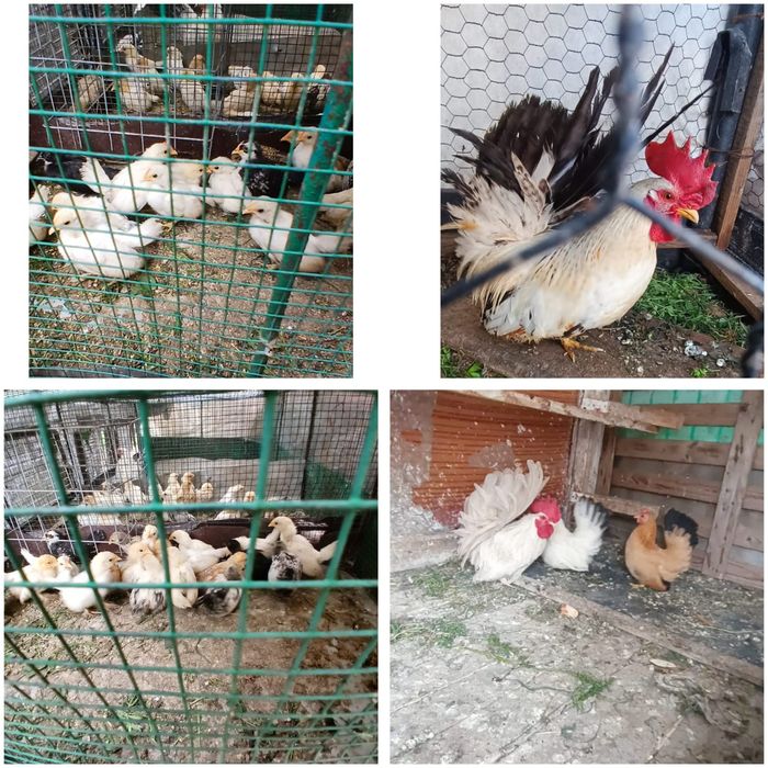 Chabo pui și maturi originali