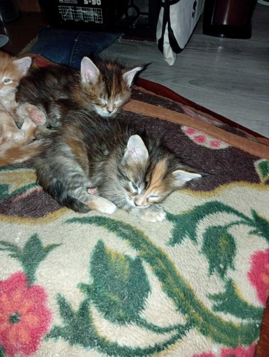 котята Мейн-кунов.