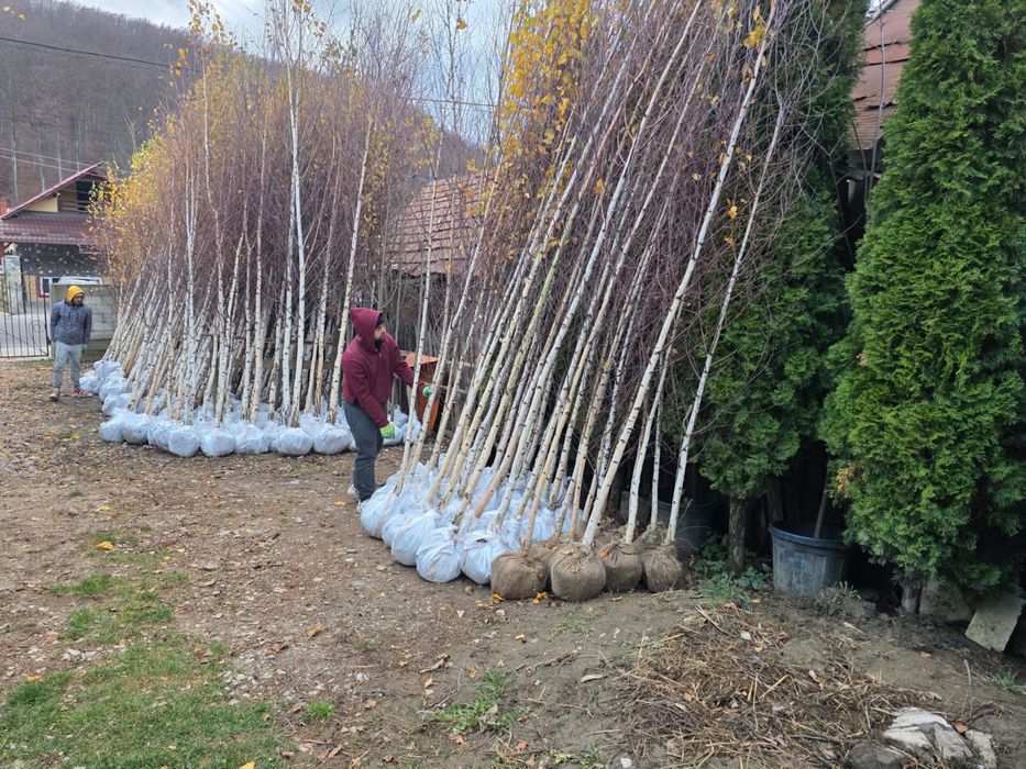 Vând mesteacăn alb ornamental