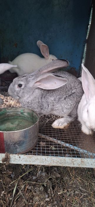 К р о л ь ч а т а