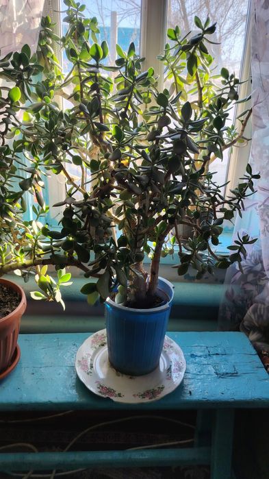 Комнатные растения