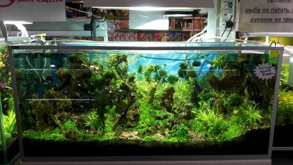 Аквариум вашей мечты «под ключ»