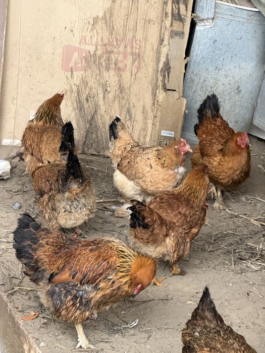 Продам курей и петухов