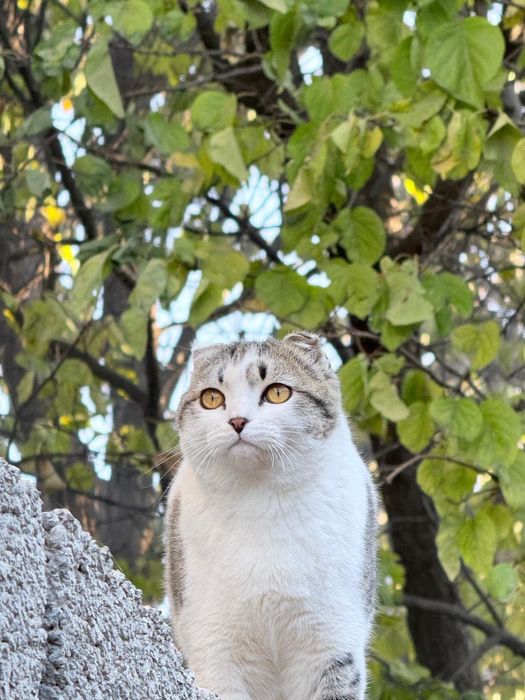 Продоется котёнок ,мальчик