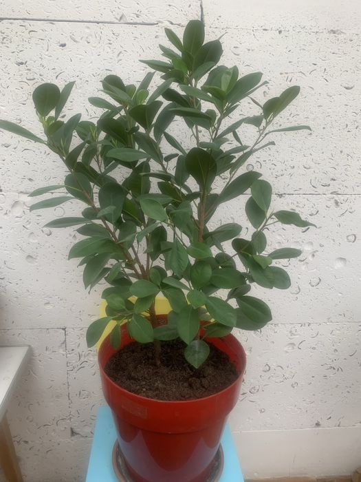 Фикус мокламе вечнозеленый