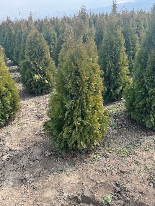Туя Смаграгд 150-160 см