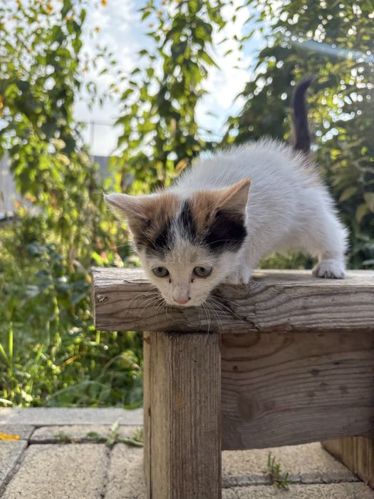 Отдам котят в добрые руки!