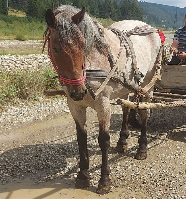 Vând iapă blândă