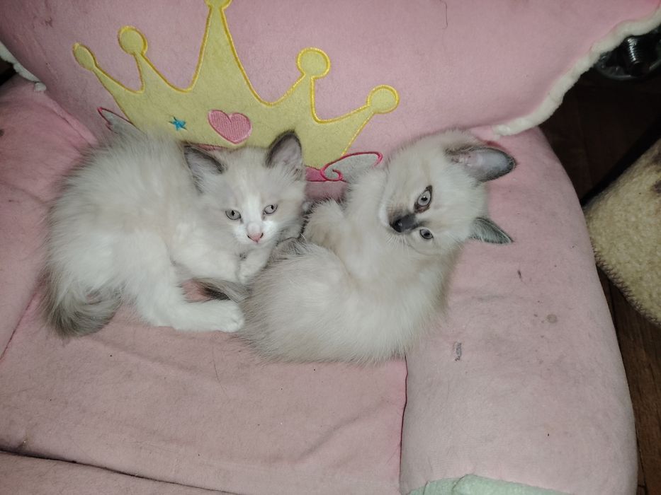 Срочно нужен дом