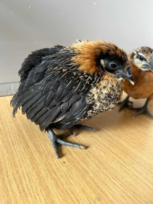 цыплята ,суточные и подрощенные