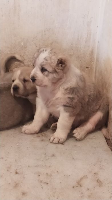 Щенки на продажу