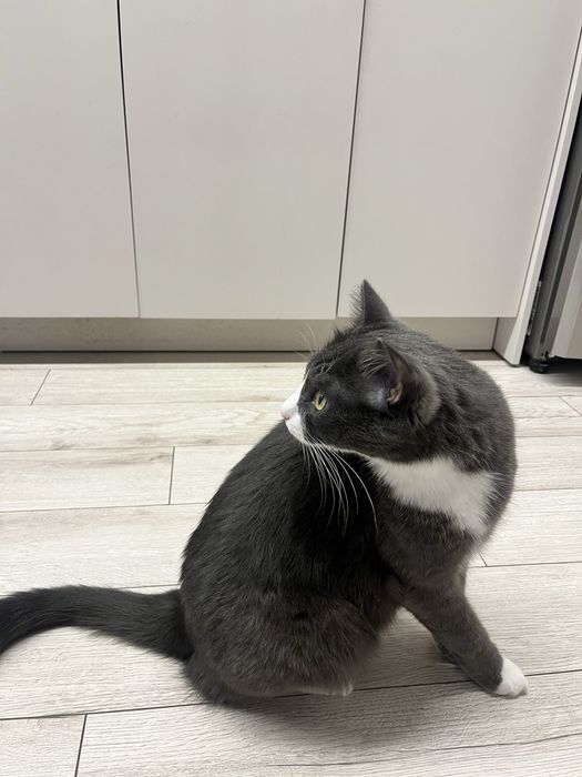 Отдаю кота в добрые руки