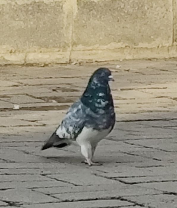 Голуби  белые  продам.